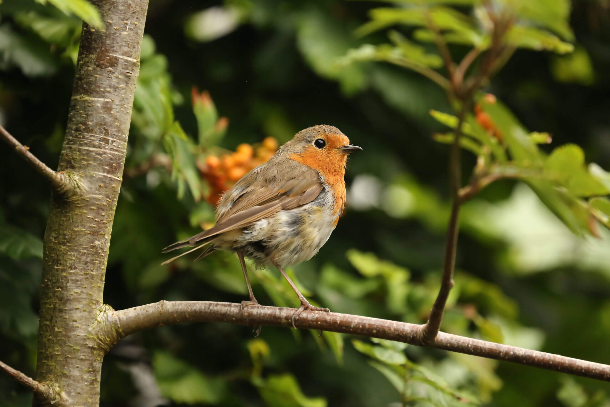 bird