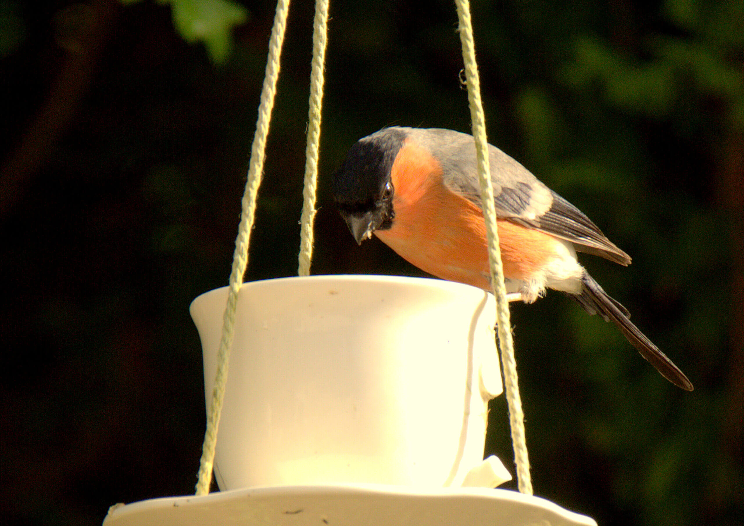 bird