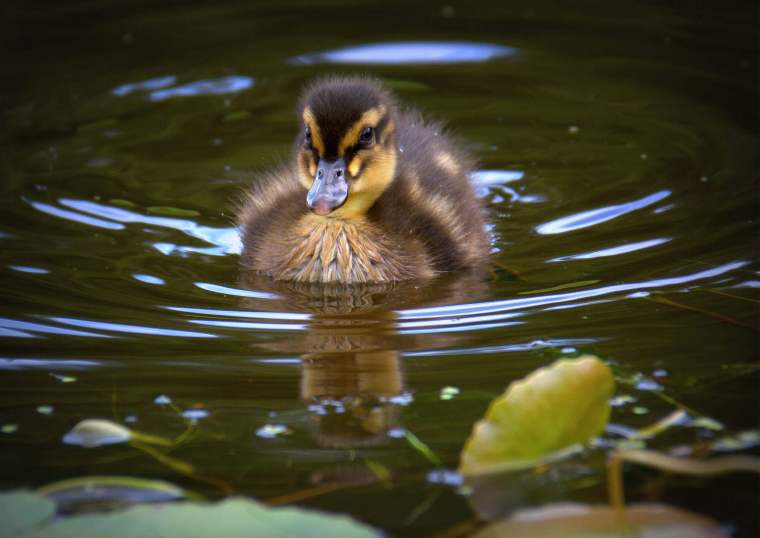 duck